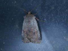 Protolampra sobrina
