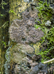 Kretzschmaria zonata