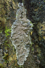 Kretzschmaria zonata