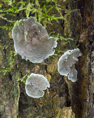 Kretzschmaria zonata