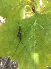 Hexagenia atrocaudata