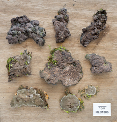 Kretzschmaria zonata