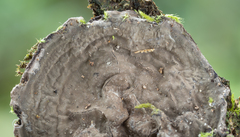 Kretzschmaria zonata