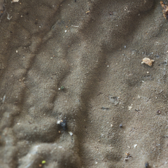 Kretzschmaria zonata