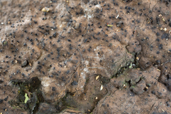 Kretzschmaria zonata