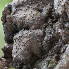 Kretzschmaria zonata