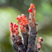 Xylaria globosa - Photo (c) Danny Newman,  זכויות יוצרים חלקיות (CC BY-NC-SA), הועלה על ידי Danny Newman