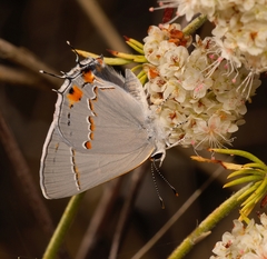 Strymon melinus pudica