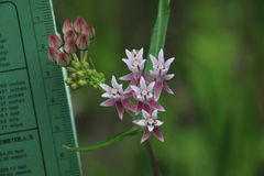 Asclepias rubra