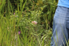 Asclepias rubra