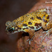 Amboli Tiger Toad - Photo (c) Jayant M Deshpande, some rights reserved (CC BY-NC), uploaded by Jayant M Deshpande