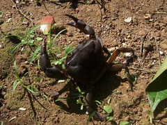 Parathelphusa convexa