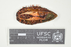 Nectria pseudotrichia