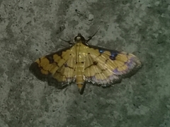 Ategumia
