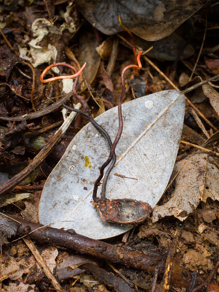 Ophiocordyceps neonutans