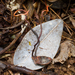 Ophiocordyceps neonutans - Photo 由 Danny Newman 所上傳的 (c) Danny Newman，保留部份權利CC BY-NC-SA