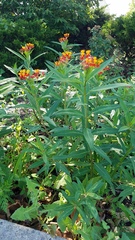 Asclepias curassavica