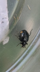 Hippodamia moesta moesta