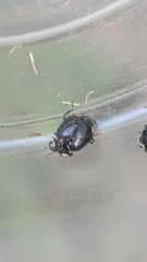 Hippodamia moesta moesta