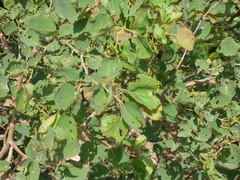 Piliostigma reticulatum