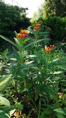 Asclepias curassavica