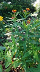 Asclepias curassavica