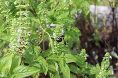 Xylocopa virginica