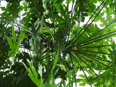 Vasconcellea cauliflora