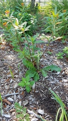 Asclepias curassavica