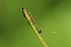 Eucomatocera vittata