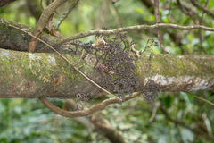 Thamnomyces dendroideus