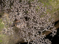 Thamnomyces dendroideus