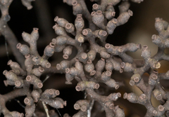 Thamnomyces dendroideus