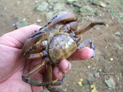 Parathelphusa convexa