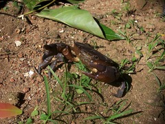 Parathelphusa convexa