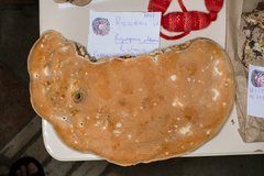 Rigidoporus ulmarius