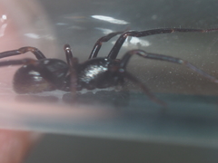 Oedignatha scrobiculata