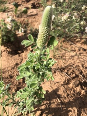 Dalea obovata