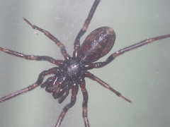 Oedignatha scrobiculata