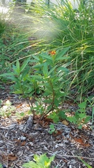 Asclepias curassavica