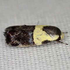 Rectiostoma xanthobasis