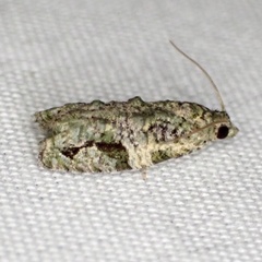 Proteoteras implicata