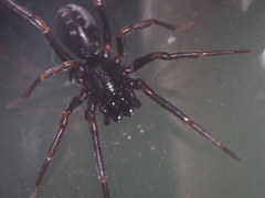 Oedignatha scrobiculata