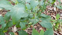 Solanum americanum