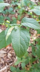 Solanum americanum
