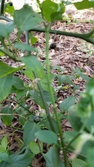 Solanum americanum