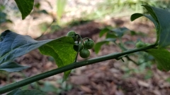 Solanum americanum