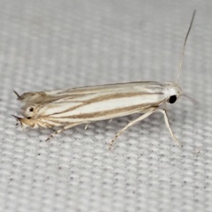 Polyhymno luteostrigella