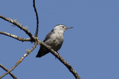 Sitta carolinensis aculeata