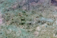 Gulf Flounder photo 3